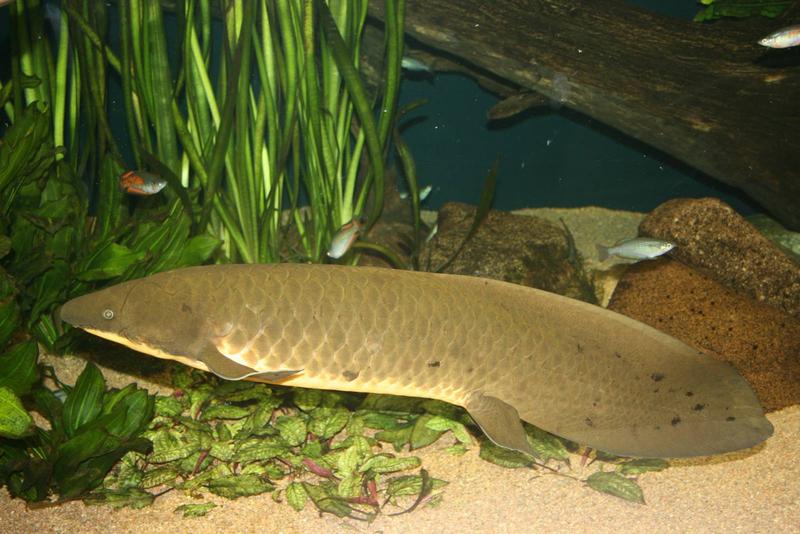 australian_lungfish_basle_zoo_2nd_september_2009-60017.jpg