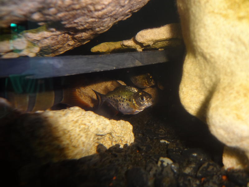 baby piranha.jpg