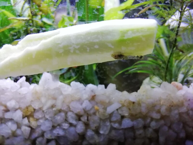 Baby Plecos 2.jpg