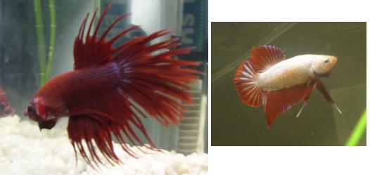 bettas.jpg