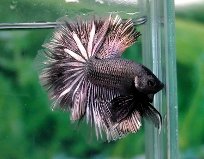 Black Gold Butterfly.jpg