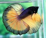 Black Yellow HM.jpg