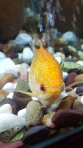 Bloated1.jpg