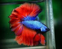 Blue Fire dragon.jpg