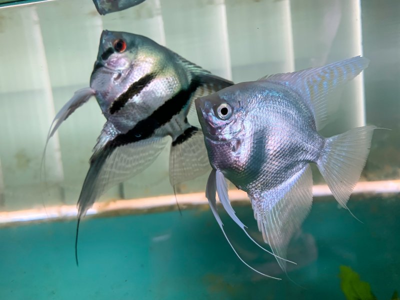 Blue pair.jpg
