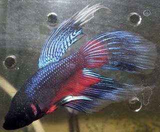 Blue Red BTF STdt (Blue Red DTM X Blue Red STDF).jpg