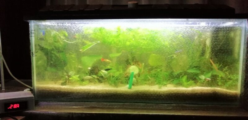 Bubble-wrapped tank.jpg