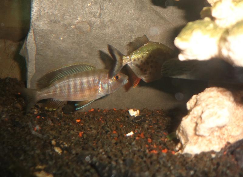 bullied by cichlid.jpg