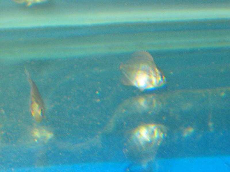 canon pics 011.jpg