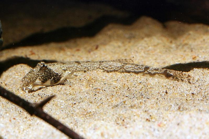 Canthophrys-gongota-the-Moose-Faced-Loach-BM (1).jpg