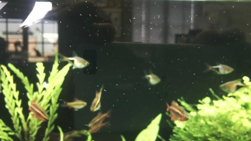 co2 bubbles.jpg
