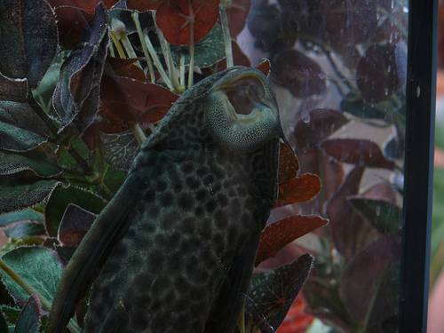 Common Pleco.jpg