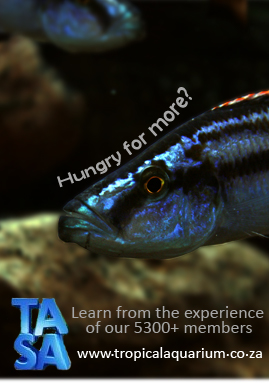 comp1ads copy.jpg