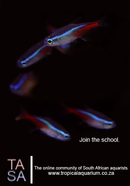 comp2ads copy.jpg