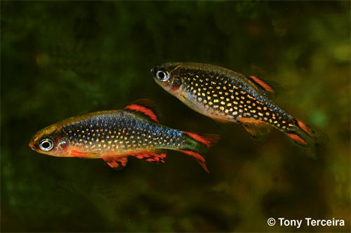 conserve-corner-danio-500px.jpg