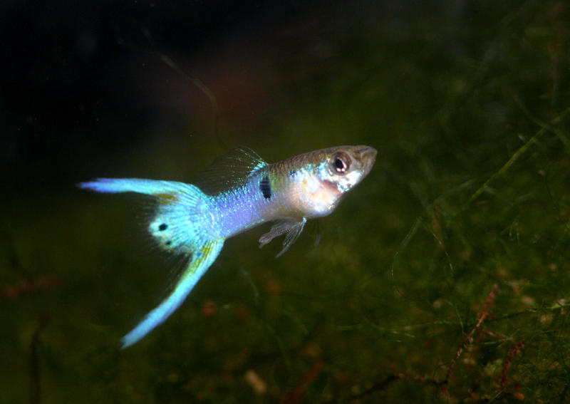 Cool Fish 1.jpg