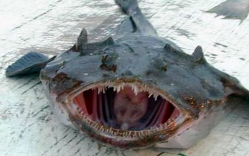 Cool Fish 2.jpg