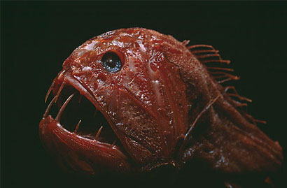 Cool fish 4.jpg