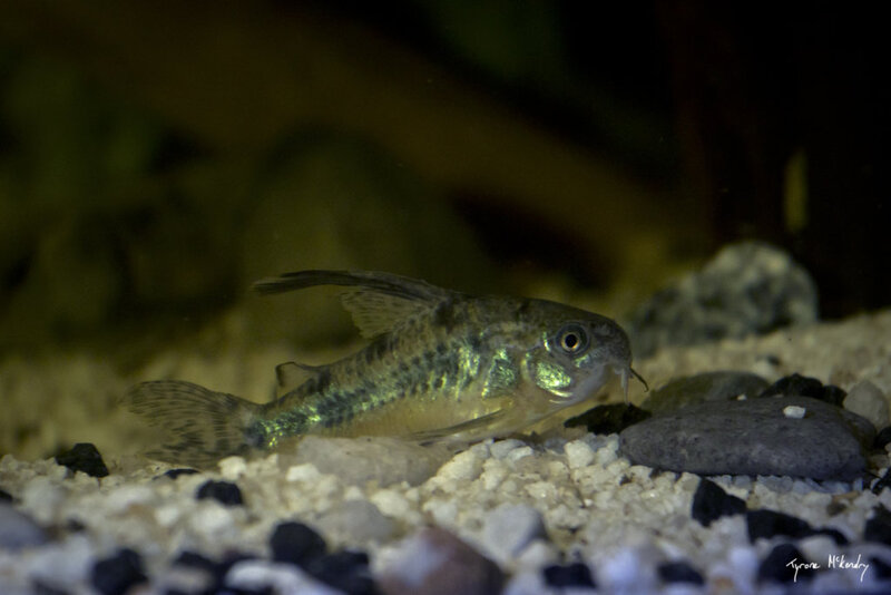 Cory 1 (small).jpg