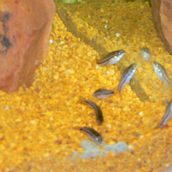 Corys.jpg