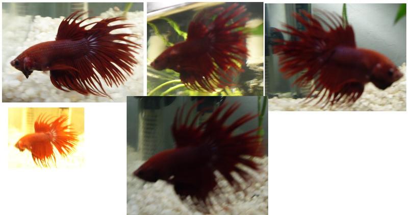 crown tail.jpg