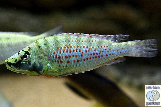 ctenochromis_horei_2.jpg