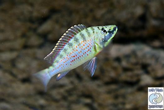 ctenochromis_horei_3.jpg