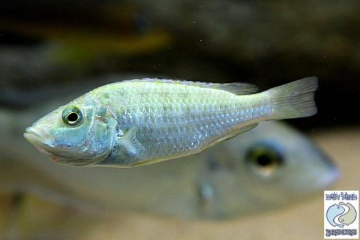 ctenochromis_horei_4.jpg