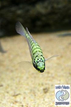 ctenochromis_horei_6.jpg