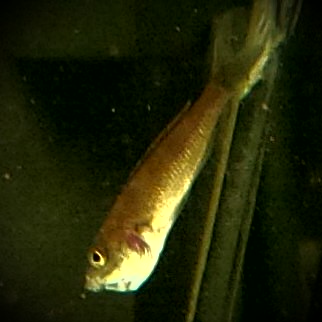 cyp female brooding 9March2015.jpg
