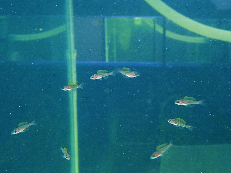 cyp fry 9Mar2015.jpg
