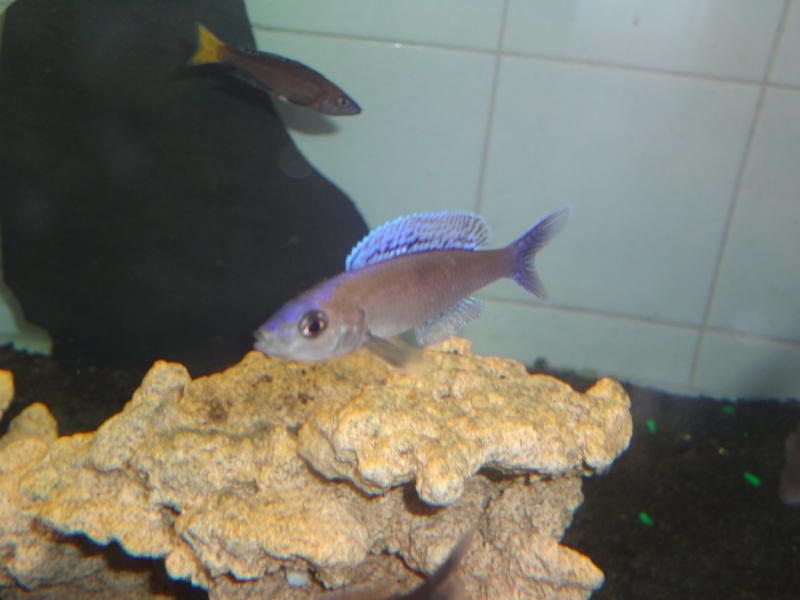 Cyprichromis leptosoma Mpulungu 'blue flash' blue-tailed and yellow-tailed males 4.jpg
