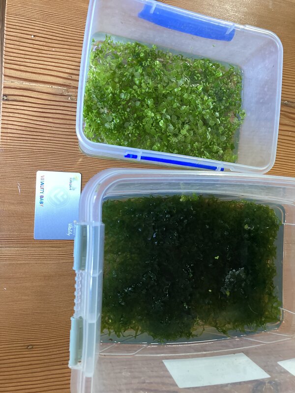 Freebie Plant freebies Cape Town Page 4 Tropical Aquariums SA