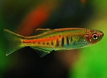 Danio_Glowlight_Danio.jpg