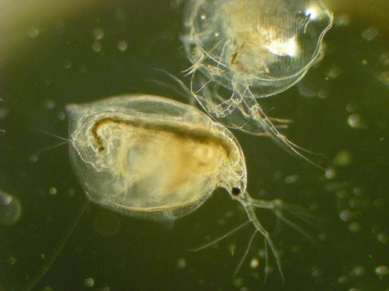 daphnia_molt_1.jpg