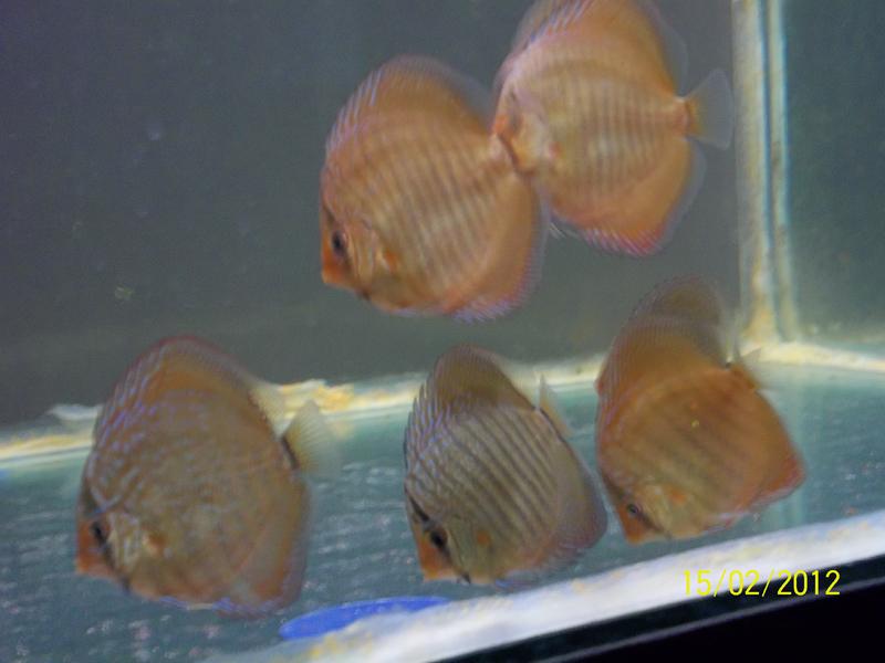 Discus and random 167.jpg