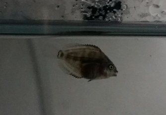 discus baba2.jpg