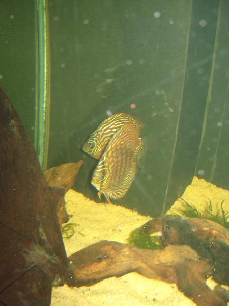 Discus.jpg
