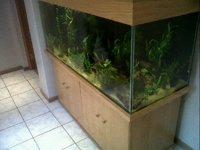 Discus Tank 1.jpg