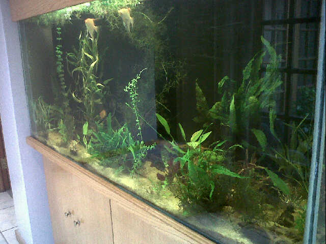 Discus tank 2.jpg