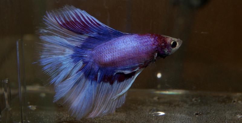 Double Tail Butterfly Violet - Male.jpg