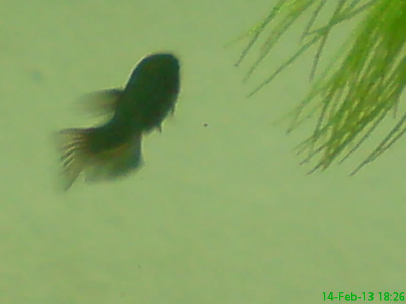 DSC00199.jpg