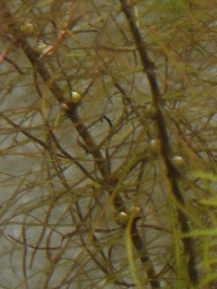 DSC_8916_crop.jpg