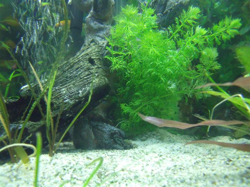 DSCF0752 (Medium).jpg