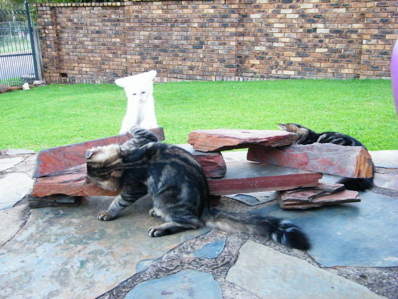DSCF4193.jpg