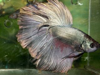 DSCF4418.JPG