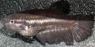 DSCF4570.jpg