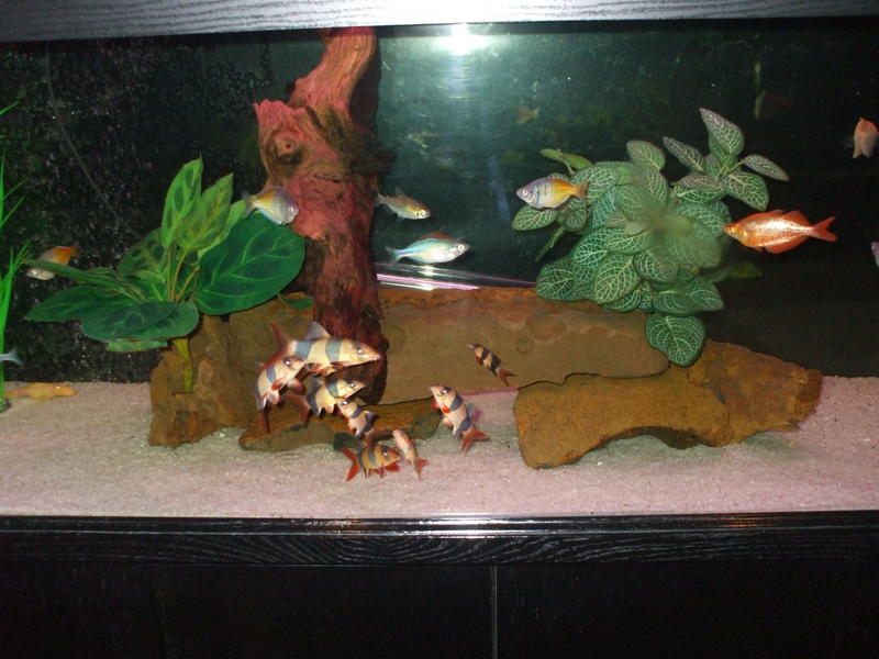 DSCF4600.jpg