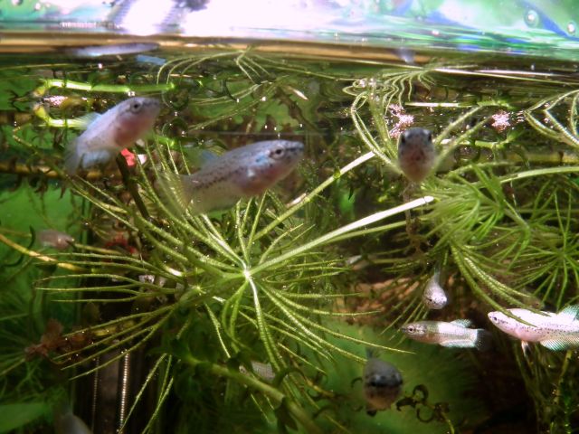 DSCF4778.jpg