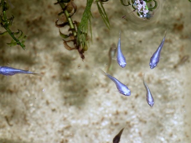 DSCF4781.jpg